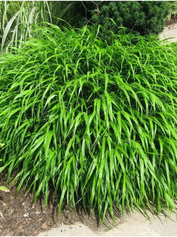 Hakonechloa macra ‘Greenhills’