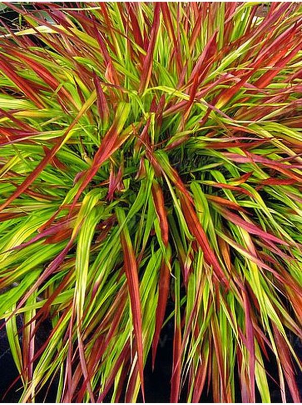 Hakonechloa macra ‘Mulled Wine’