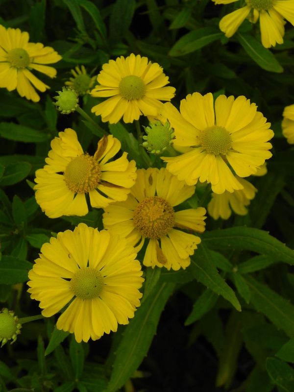 Helenium autumnale ‘Helena Gold’