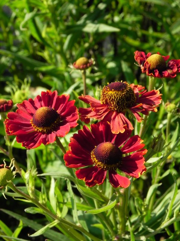 Helenium autumnale ‘Helena Red Shades’
