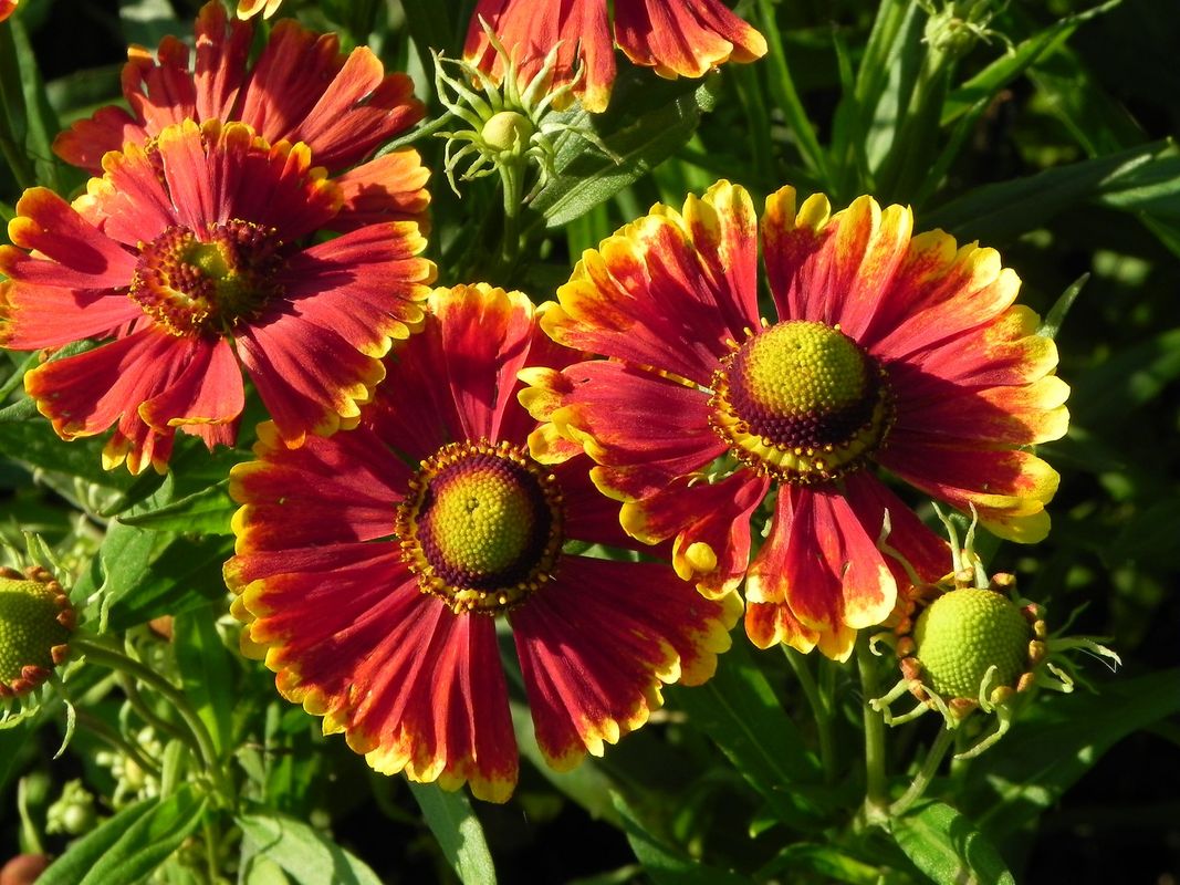 Helenium autumnale ‘Helena Red Shades’