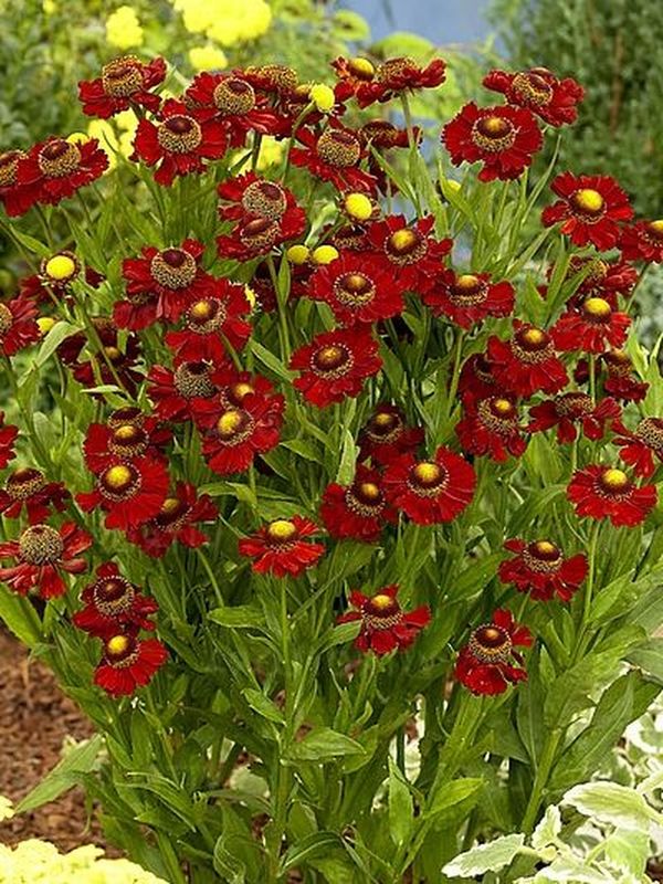 Helenium autumnale ‘Ruby Tuesday’