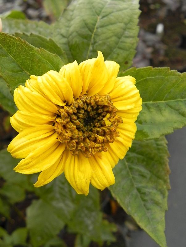 Heliopsis decapetalus ‘Meteor’