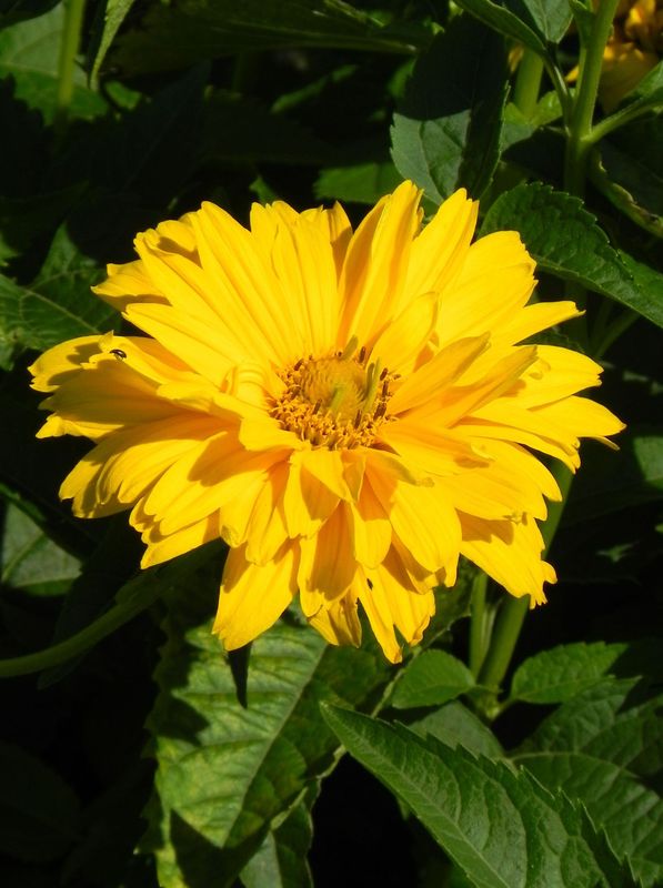 Heliopsis helianthoides var. scabra ‘Sommersonne’