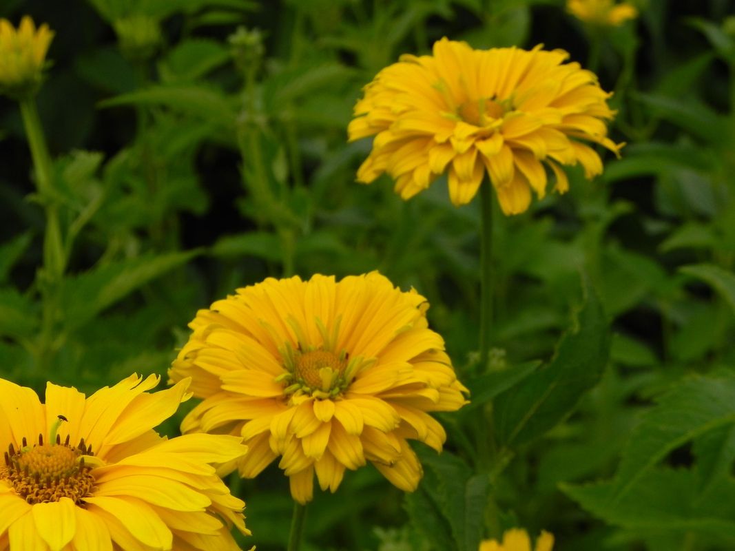 Heliopsis helianthoides var. scabra ‘Sommersonne’