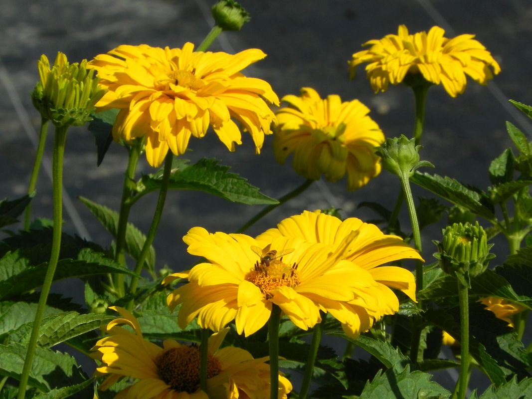 Heliopsis helianthoides var. scabra ‘Sommersonne’