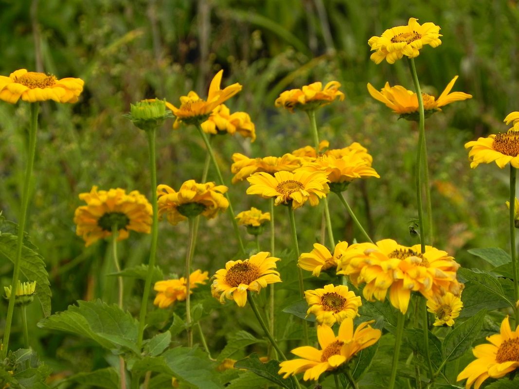 Heliopsis helianthoides var. scabra ‘Sommersonne’