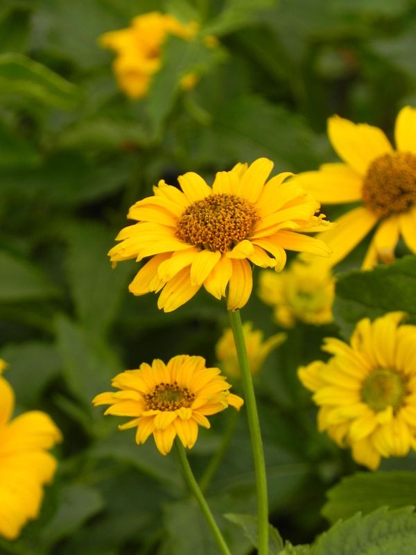 Heliopsis helianthoides var. scabra ‘Sommersonne’