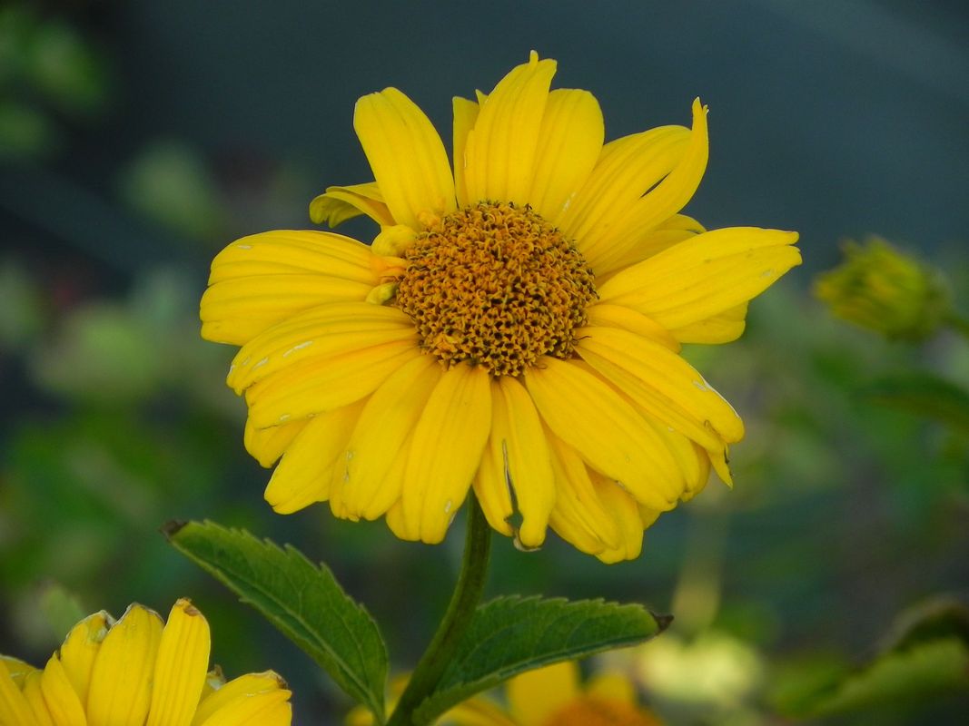 Heliopsis helianthoides var. scabra ‘Sommersonne’