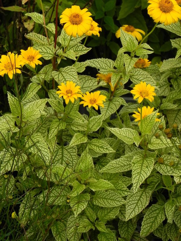 Heliopsis helianthoides ‘Solare Flare’
