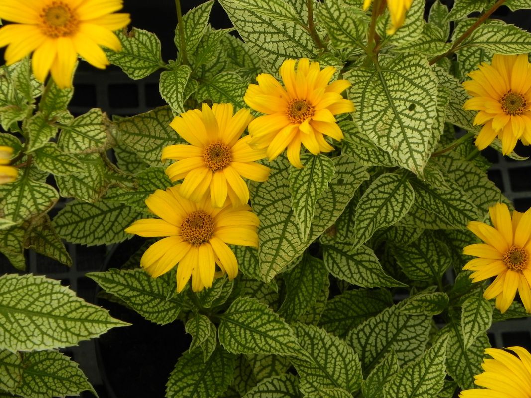 Heliopsis helianthoides ‘Solare Flare’