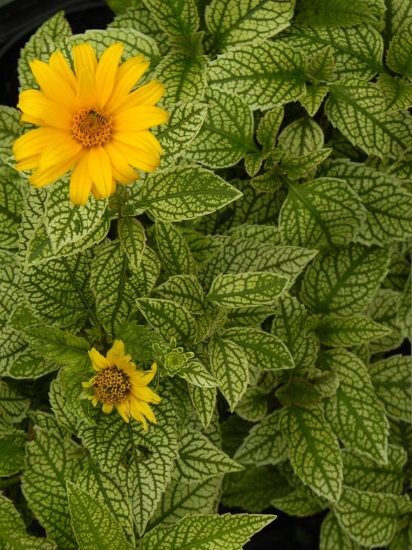 Heliopsis helianthoides ‘Solare Flare’
