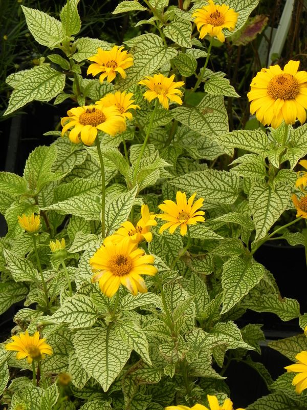 Heliopsis helianthoides ‘Solare Flare’