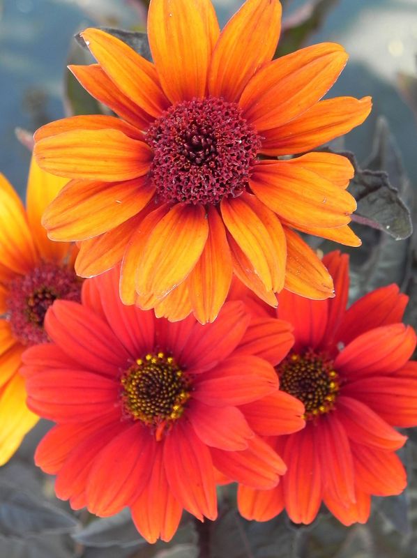 Heliopsis helianthoides var. scabra ‘Bleeding Hearts’