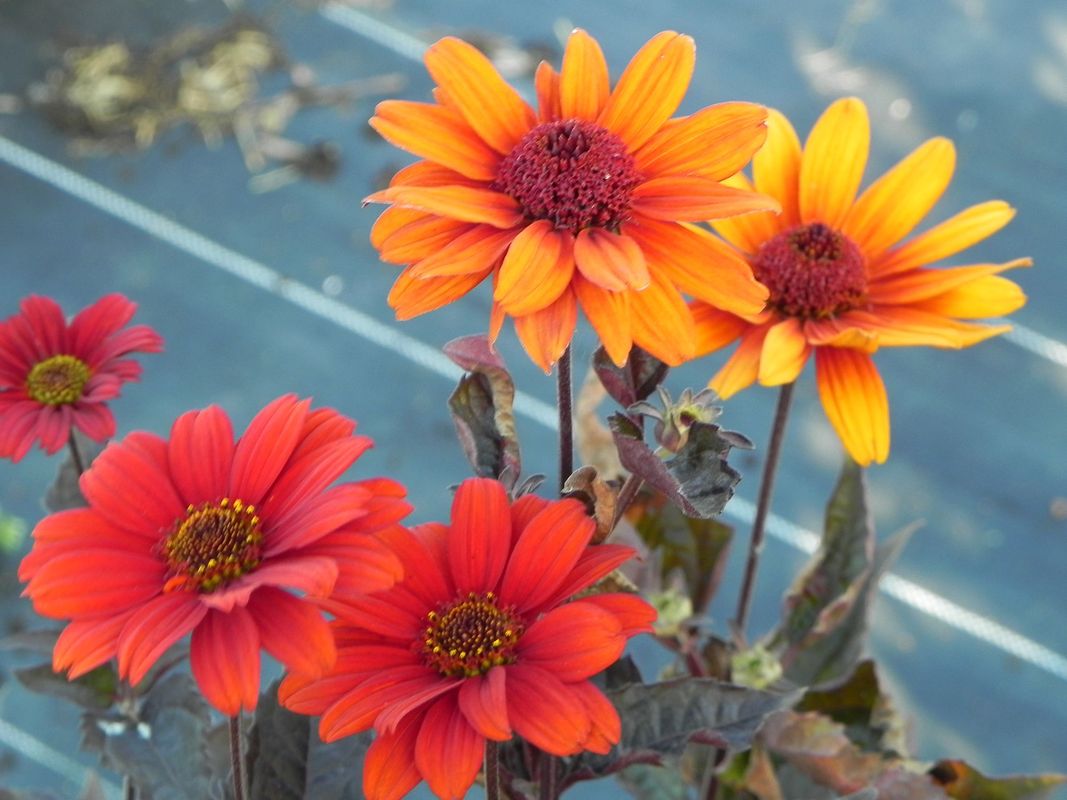 Heliopsis helianthoides var. scabra ‘Bleeding Hearts’