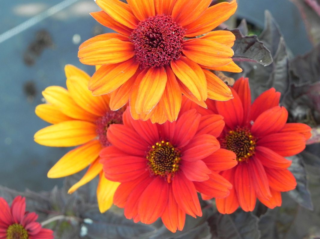 Heliopsis helianthoides var. scabra ‘Bleeding Hearts’