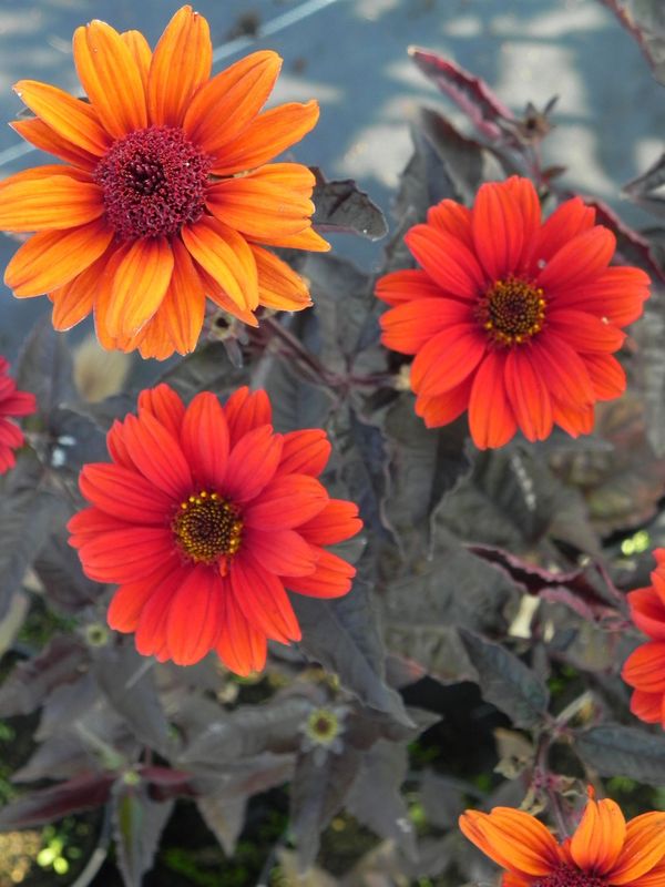 Heliopsis helianthoides var. scabra ‘Bleeding Hearts’