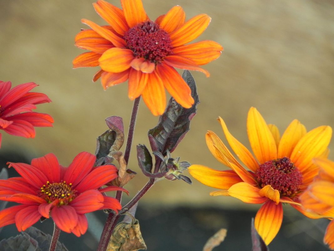 Heliopsis helianthoides var. scabra ‘Bleeding Hearts’
