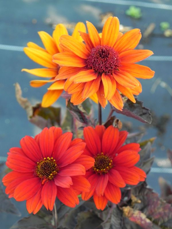 Heliopsis helianthoides var. scabra ‘Bleeding Hearts’