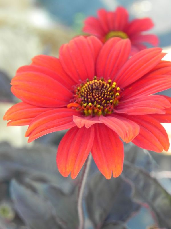 Heliopsis helianthoides var. scabra ‘Bleeding Hearts’