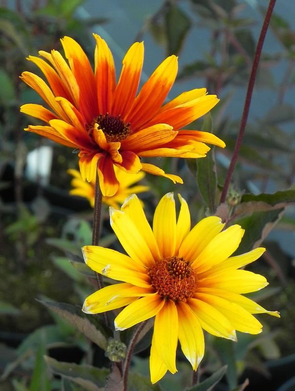 Heliopsis helianthoides var. scabra ‘Burning Hearts’