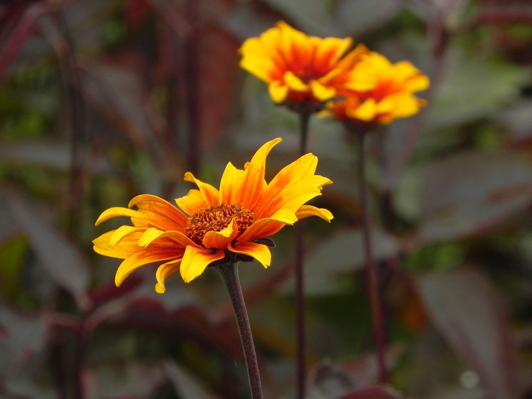 Heliopsis helianthoides var. scabra ‘Burning Hearts’