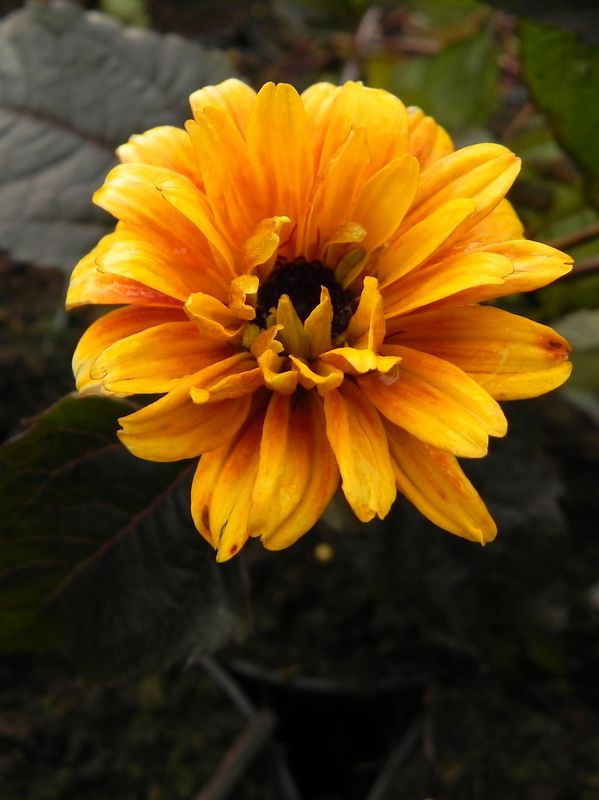 Heliopsis helianthoides var. scabra ‘Burning Hearts’