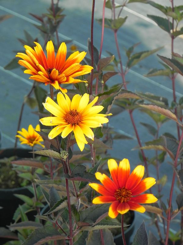 Heliopsis helianthoides var. scabra ‘Burning Hearts’