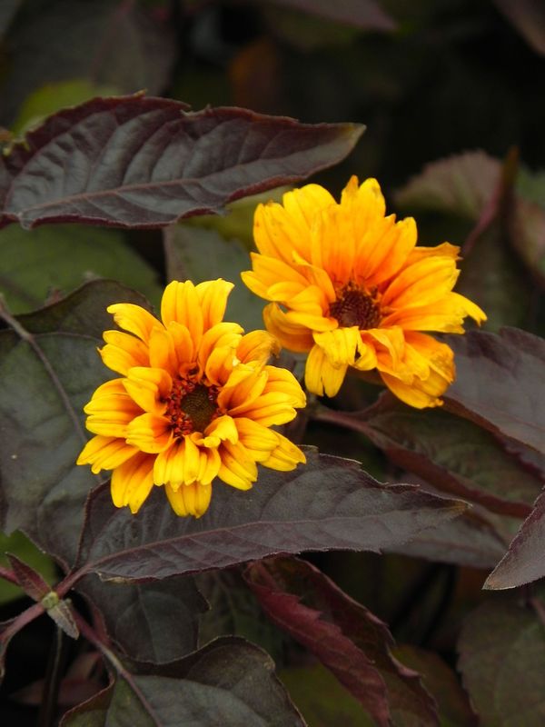 Heliopsis helianthoides var. scabra ‘Burning Hearts’