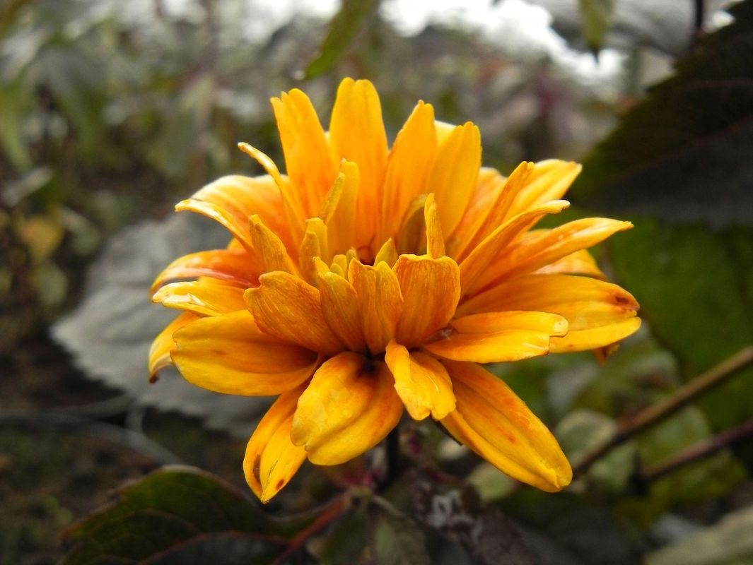 Heliopsis helianthoides var. scabra ‘Burning Hearts’