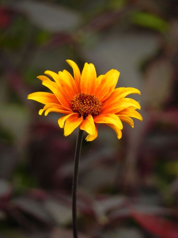 Heliopsis helianthoides var. scabra ‘Burning Hearts’