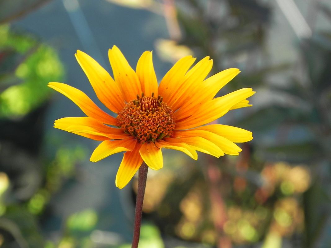 Heliopsis helianthoides var. scabra ‘Burning Hearts’