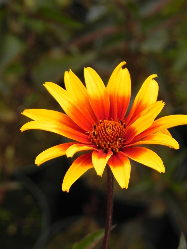 Heliopsis helianthoides var. scabra ‘Burning Hearts’