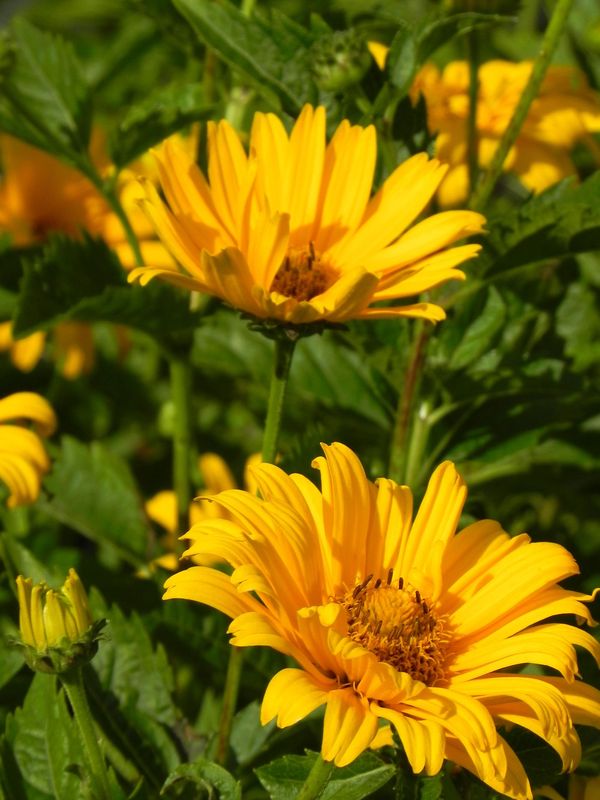 Heliopsis helianthoides var. scabra ‘Prima Ballerina’