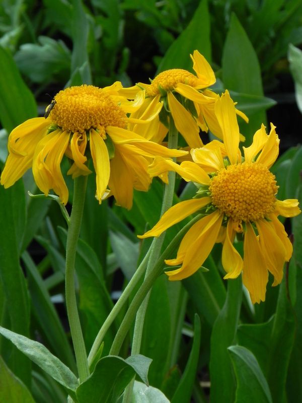 Helenium hoopesii