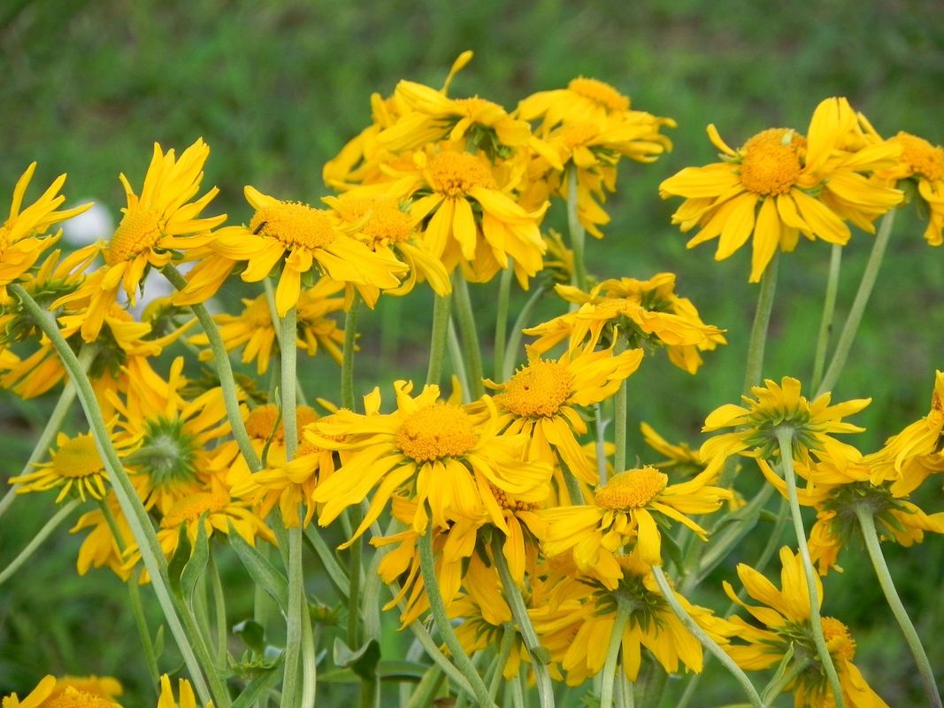 Helenium hoopesii