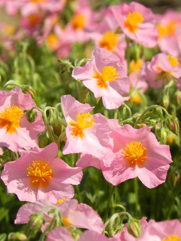 Helianthemum x hybridum ‘Lawrenson`s Pink’