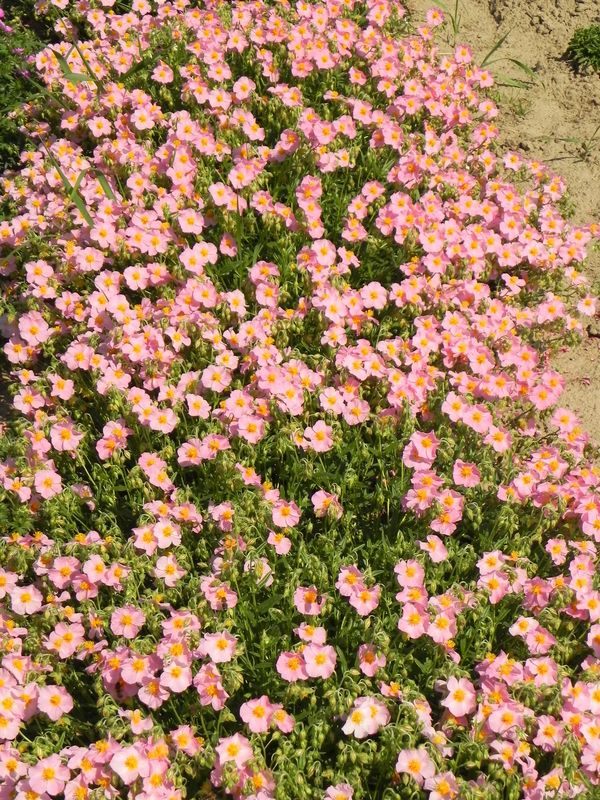 Helianthemum x hybridum ‘Lawrenson`s Pink’