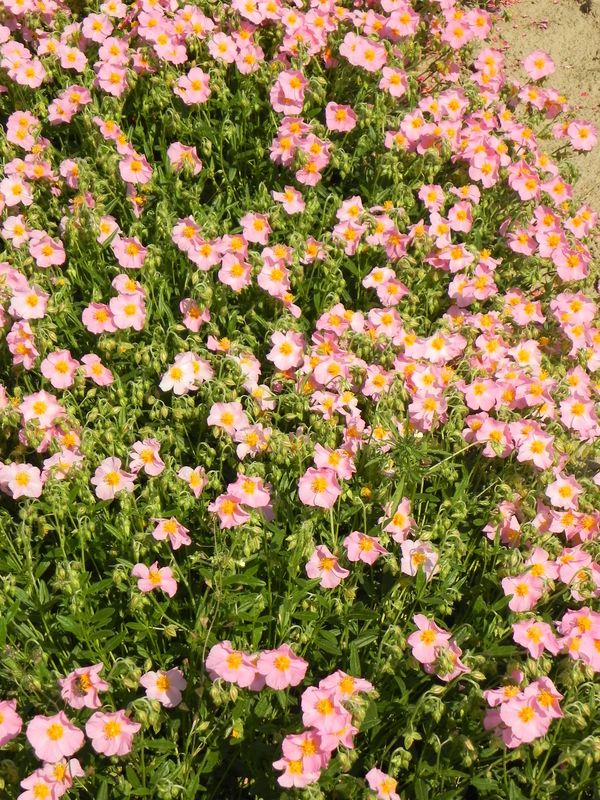 Helianthemum x hybridum ‘Lawrenson`s Pink’
