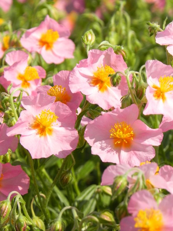 Helianthemum x hybridum ‘Lawrenson`s Pink’