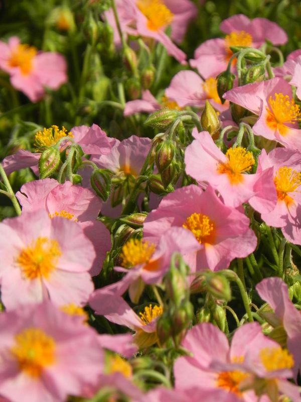 Helianthemum x hybridum ‘Lawrenson`s Pink’