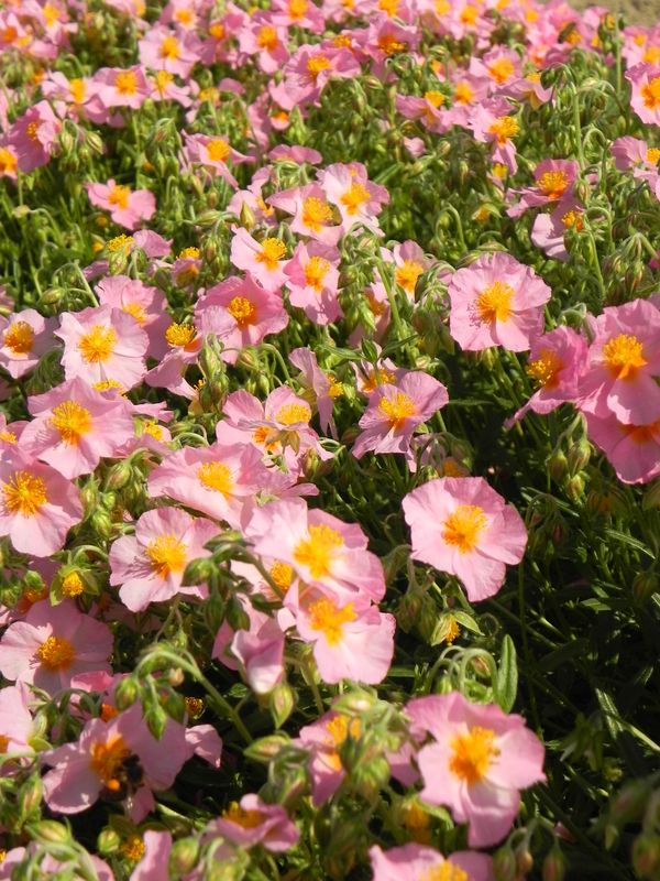 Helianthemum x hybridum ‘Lawrenson`s Pink’