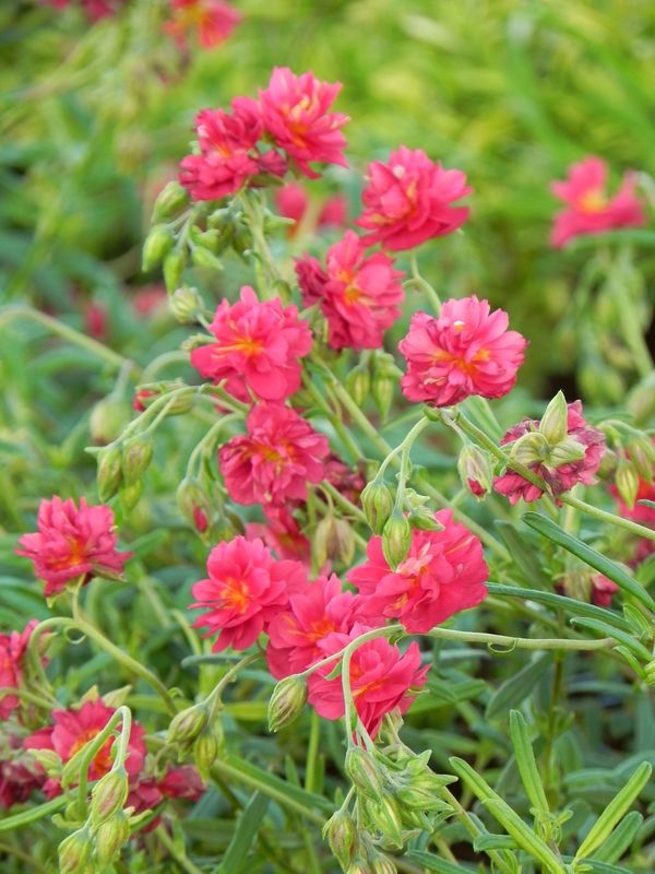 Helianthemum x hybridum ‘Cerise Queen’