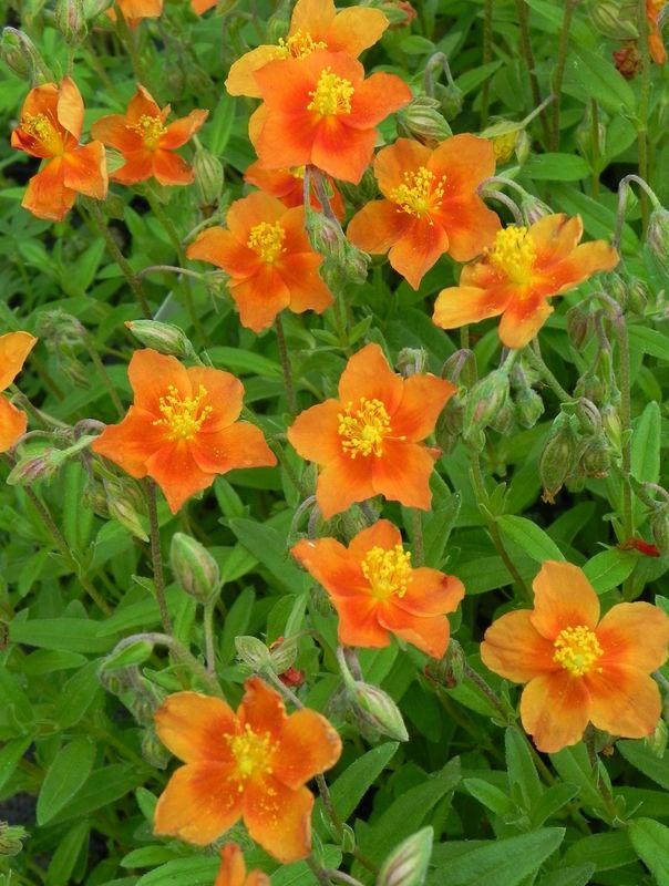 Helianthemum x hybridum ‘Watergate Orange’