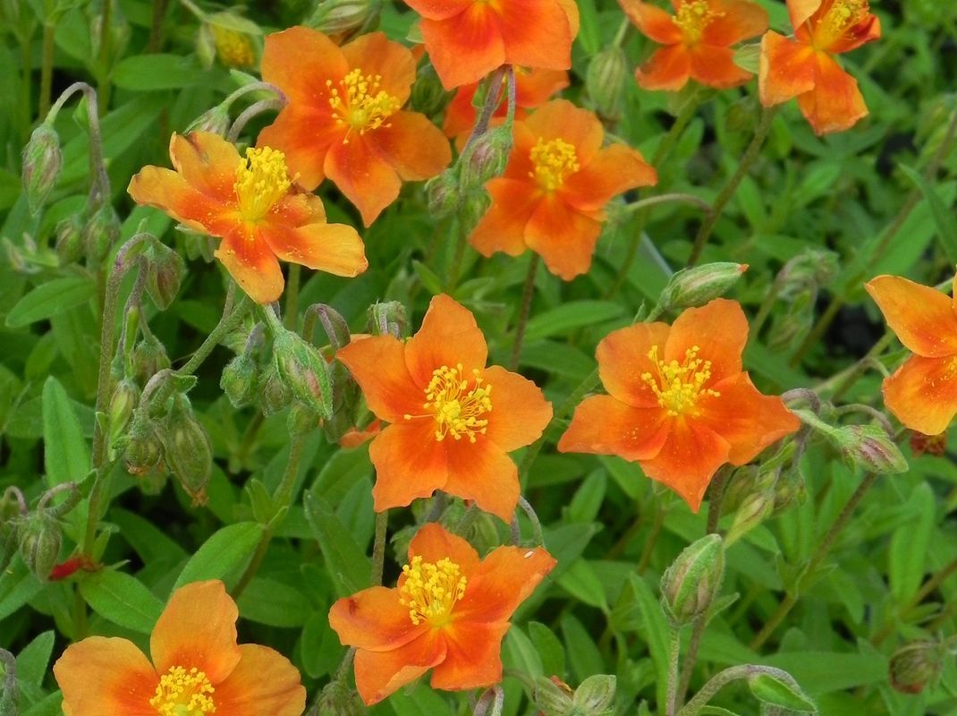 Helianthemum x hybridum ‘Watergate Orange’