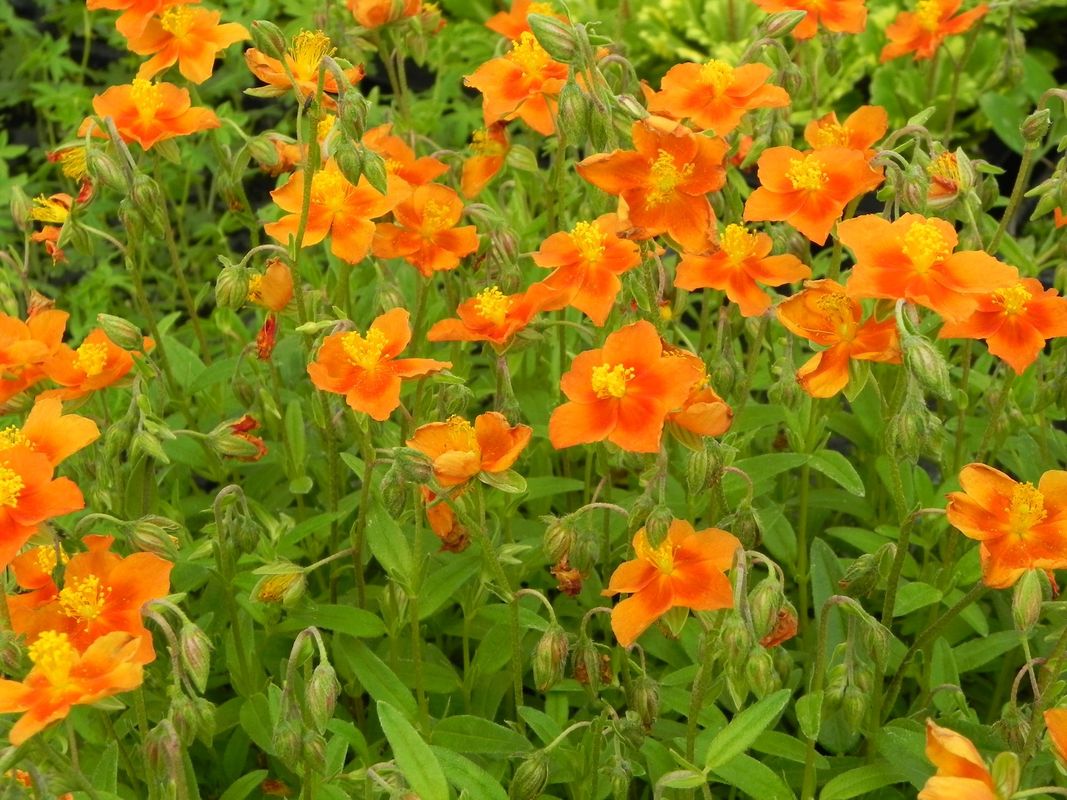 Helianthemum x hybridum ‘Watergate Orange’