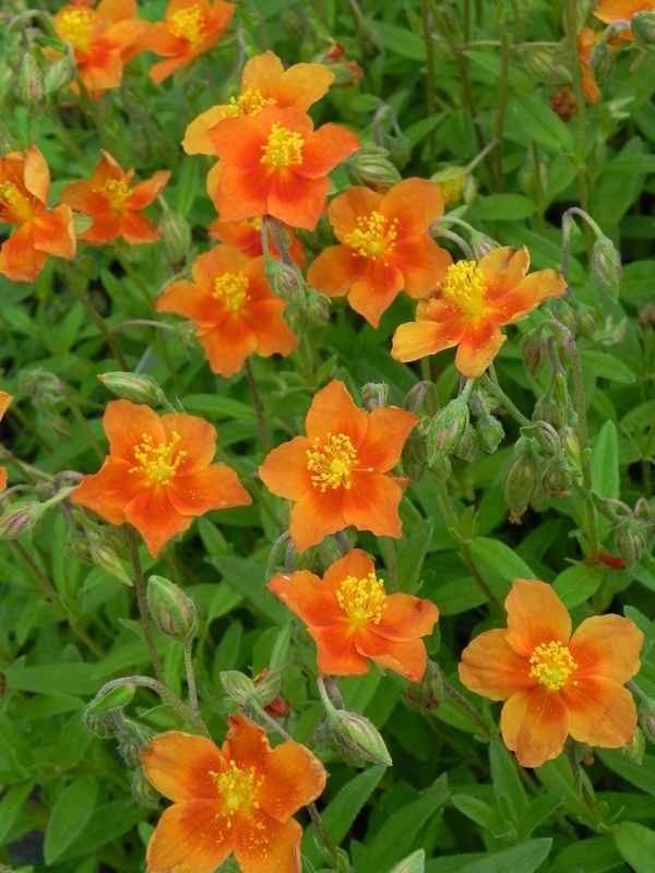 Helianthemum x hybridum ‘Watergate Orange’