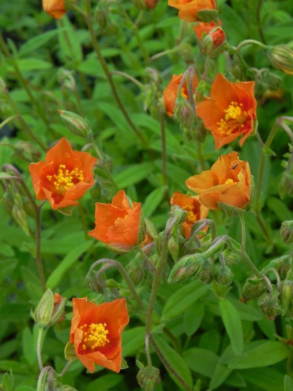 Helianthemum x hybridum ‘Watergate Orange’