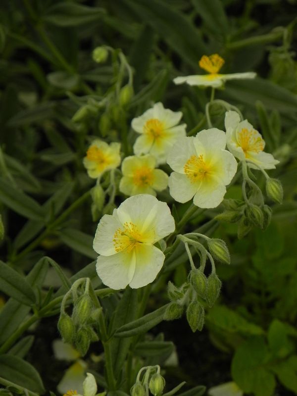 Helianthemum x hybridum ‘Snow Queen’