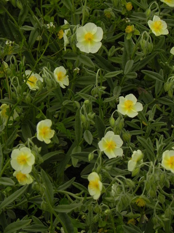Helianthemum x hybridum ‘Snow Queen’
